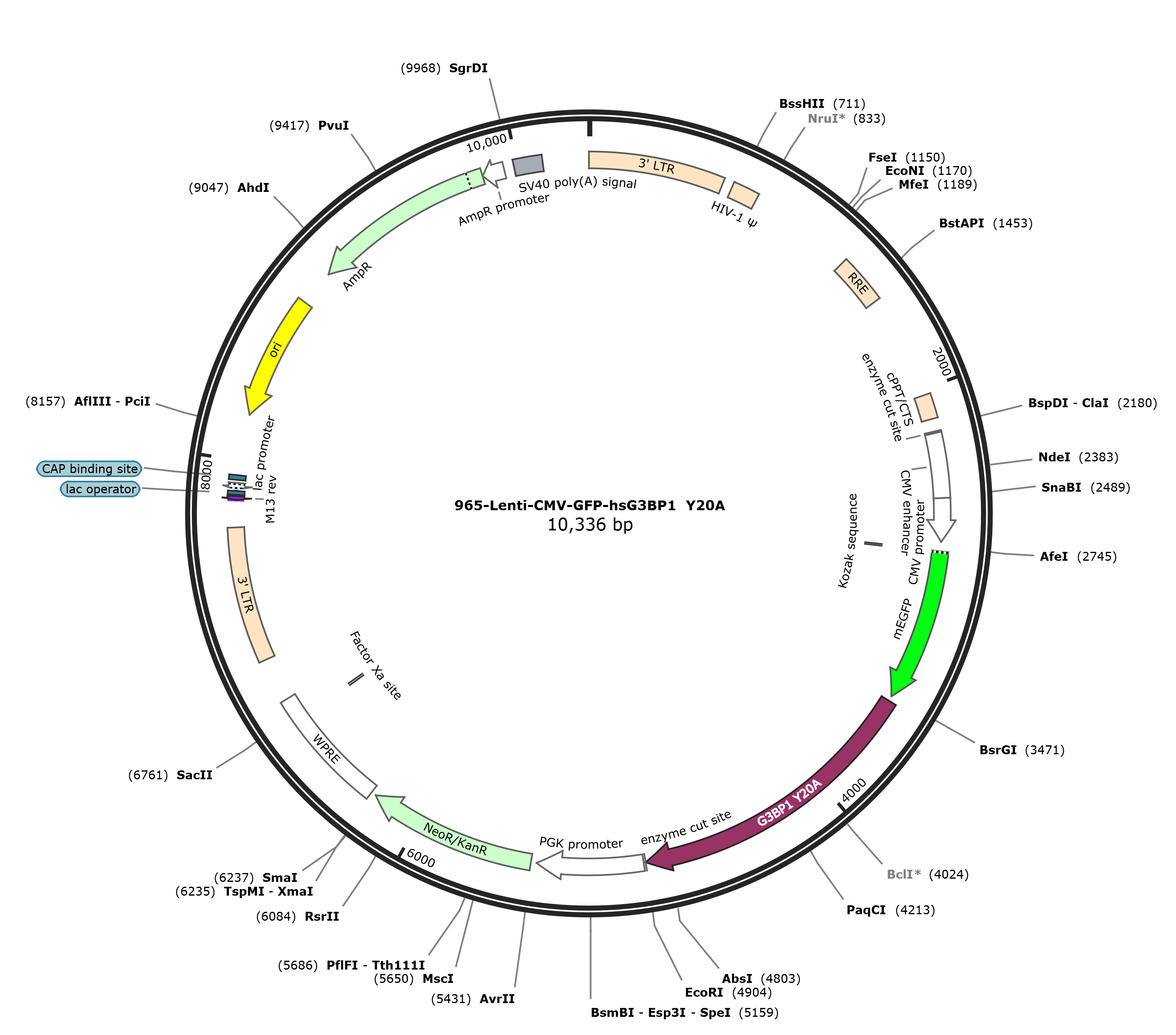 Lenti-mEGFP-hsG3BP1 Y20A载体图谱.png